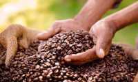 Puzzle grains de café