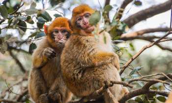 Puzzle 7605 - Singes