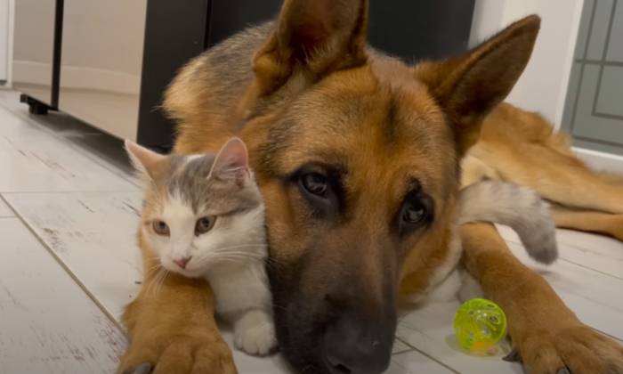 Puzzle Protection amoureuse