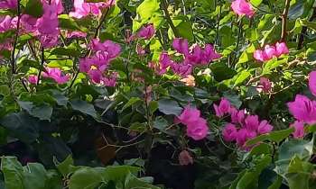 Puzzle 7638 - Bougainvillier