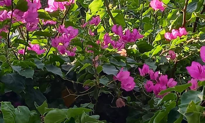 Puzzle Bougainvillier