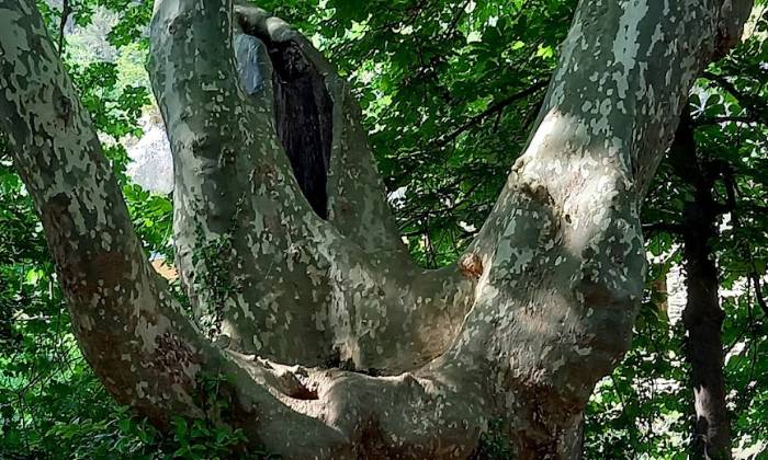 Puzzle Platane