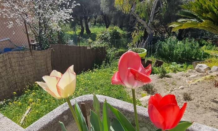 Puzzle Tulipes