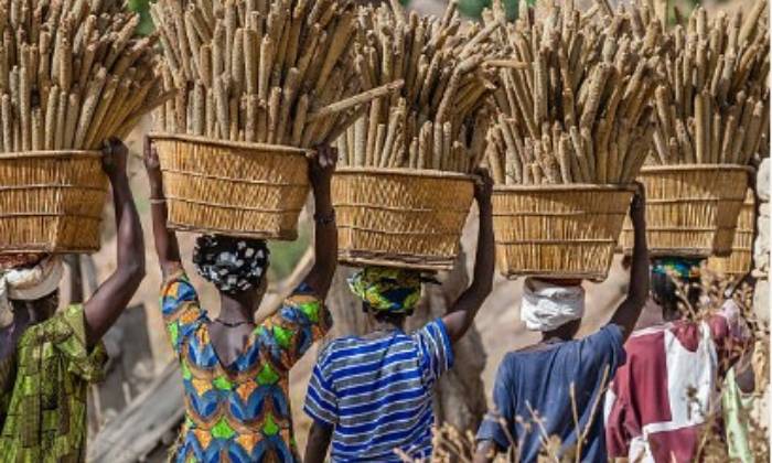 Puzzle la récolte en afrique