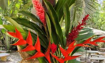Puzzle 7642 - Fleurs exotiques