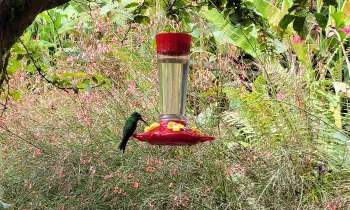 Puzzle 9001 - colibri