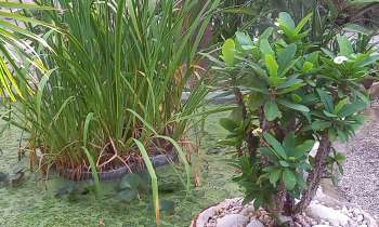 Puzzle 11555 - Plantes d'eau