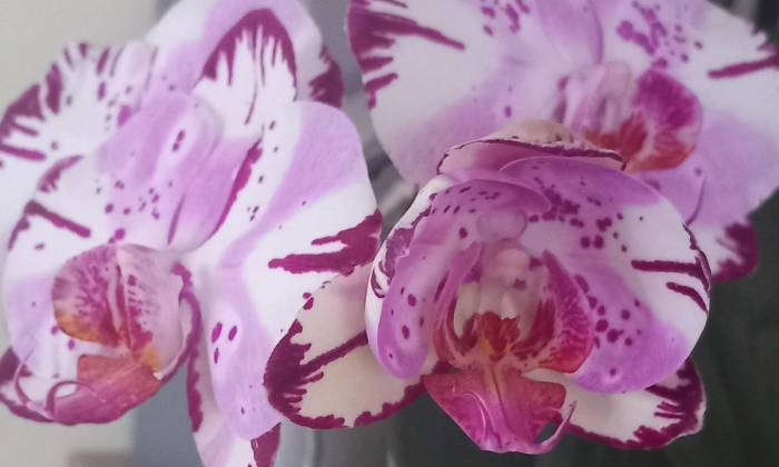 Puzzle orchidée en fleurs