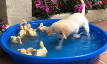 Puzzle 7772 - Un bon bain de copains