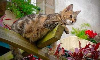 Puzzle 7649 - Sa majesté le chat