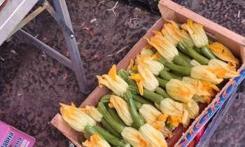 Puzzle 11223 - Courgettes fleurs