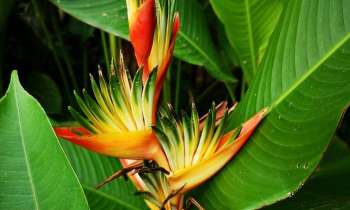 Puzzle 12217 - strelitzia