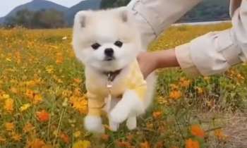 Puzzle 7984 - Qui c'est le plus mignon