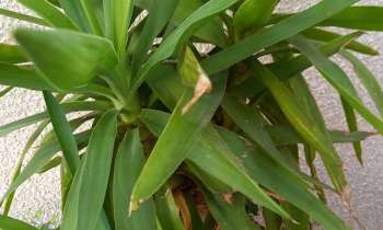 Puzzle 8064 - Plante