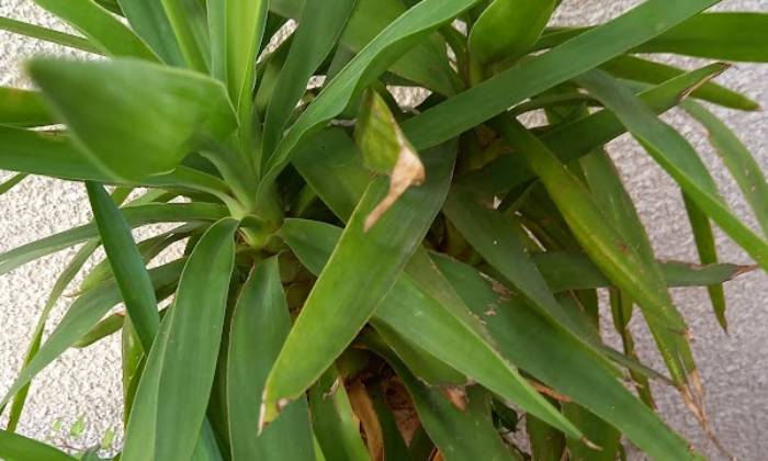 Puzzle Plante