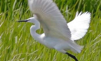 Puzzle 7724 - une aigrette s'envole