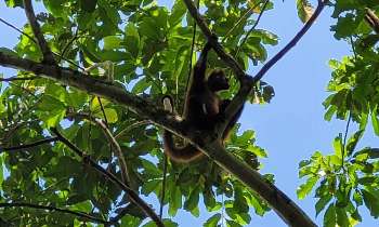 Puzzle 10139 - singe araignée