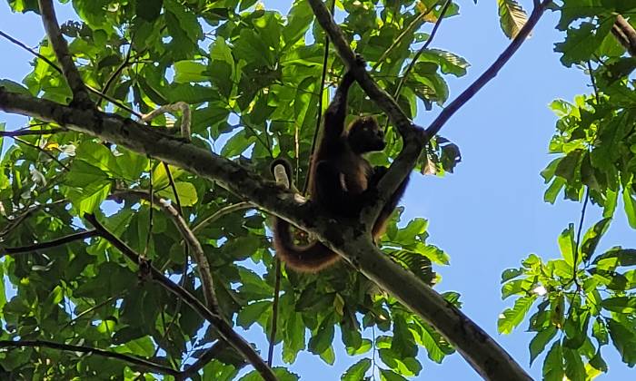 Puzzle singe araignée