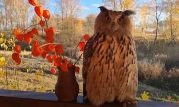 Puzzle 8390 - Superbe hibou