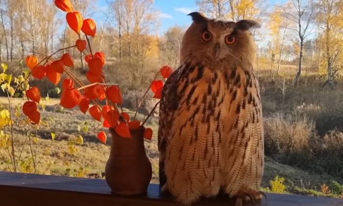 Puzzle Superbe hibou