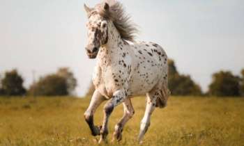 Puzzle 9493 - Cheval libre