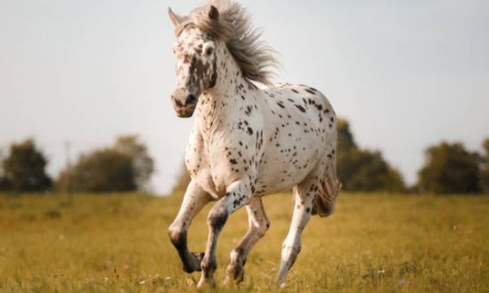 Puzzle Cheval libre