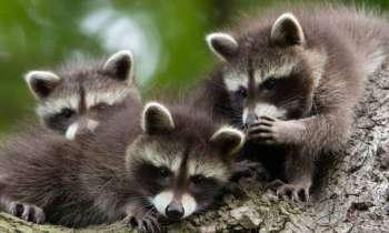 Puzzle 9573 - Belle famille