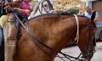 Puzzle 7974 - Chevaux