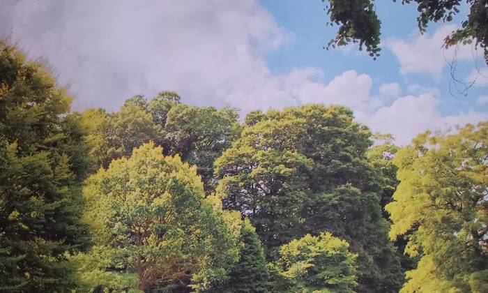 Puzzle Forêt
