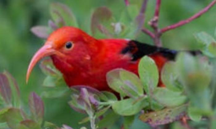 Puzzle Liwi rouge