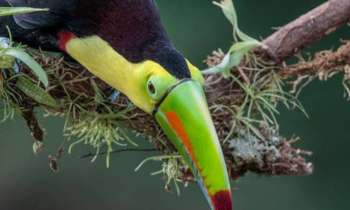 Puzzle 7828 - Toucan à carène