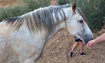 Puzzle 7739 - Cheval