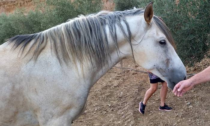 Puzzle Cheval