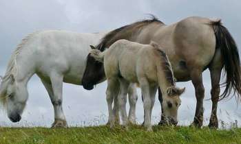 Puzzle 8236 - poneys des highlands