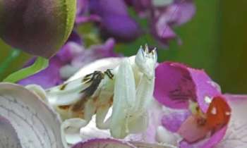 Puzzle 8437 - Mante orchidée