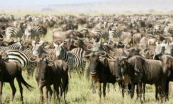 Puzzle 13612 - Embouteillage africain