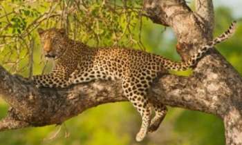 Puzzle 12843 - Viens me chercher