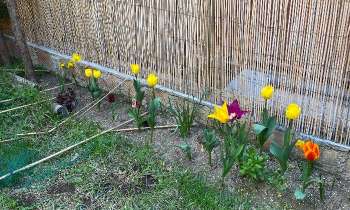 Puzzle 9583 - Printemps