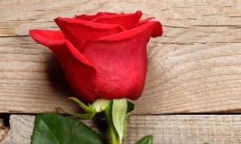 Puzzle 9496 - Rose rouge