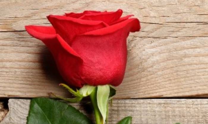 Puzzle Rose rouge