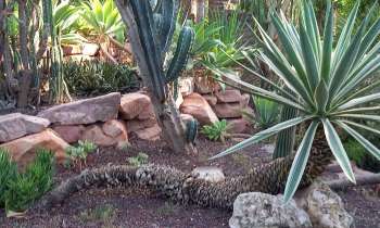 Puzzle 8200 - Cactus