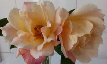 Puzzle 9070 - Duo de roses
