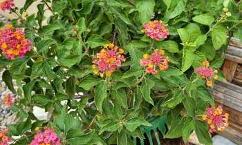 Puzzle 12255 - Fleurs