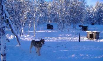Puzzle 10062 - chiens de traineau en Laponie