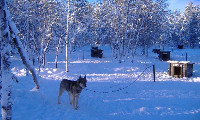 Puzzle chiens de traineau en Laponie
