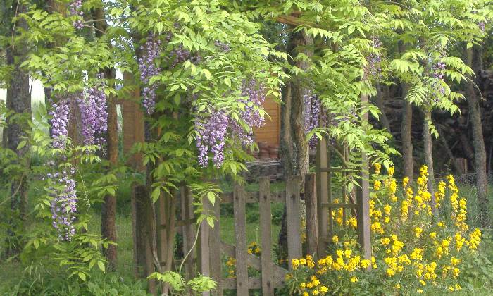 Puzzle glycine et gIroflées - Paysages & Fleurs - Absolu Puzzle