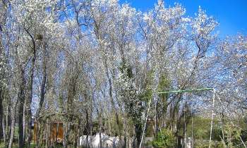 9251 | pruniers en fleurs - 