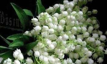 Puzzle 7752 - Un joli bouquet de muguet