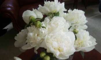 Puzzle 8443 - pivoines