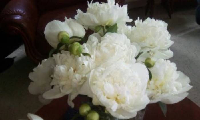 Puzzle pivoines